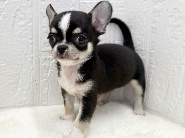 チワワ（スムースコート）