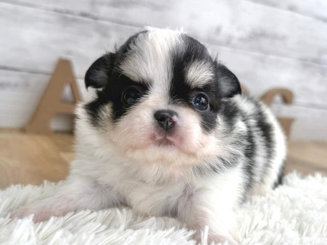 チワワ（ロングコート）