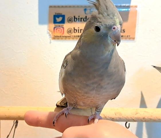 限定価格　オカメインコ　パステルフェイスノーマル