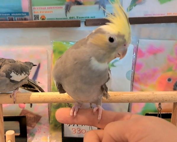 限定価格　オカメインコパステルフェイスパイド