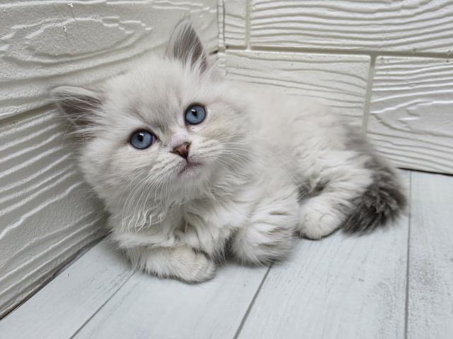 ミヌエット（旧ナポレオン）