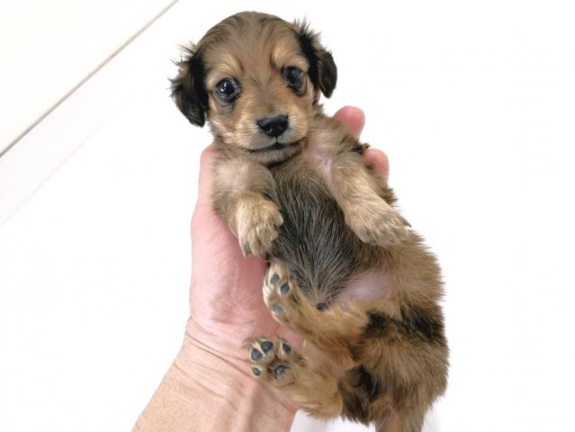 カニンヘンダックスフンド