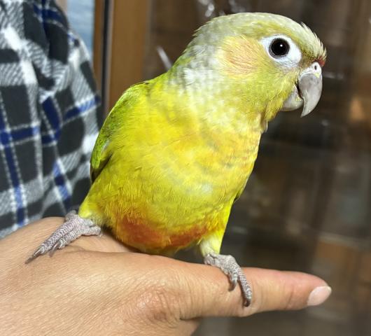 ウロコインコ／ダイリュート