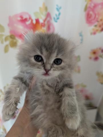 アメリカンカール