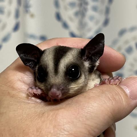 クラシック　66%ヘテロリューシ 