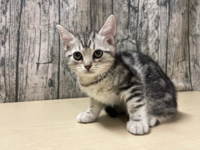 アメリカンショートヘア