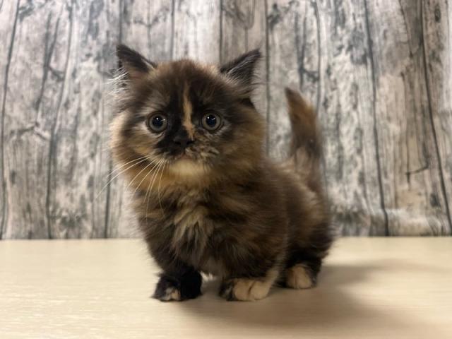 マンチカン　（短足）