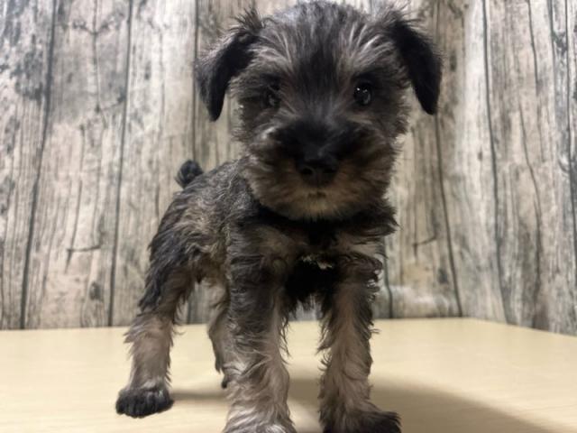 ミニチュアシュナウザー