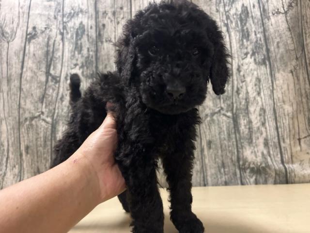 スタンダードプードル