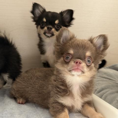 チワワ（ロングコート）