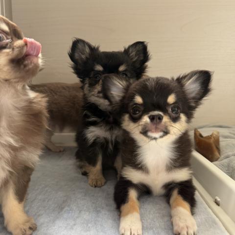 チワワ（ロングコート）