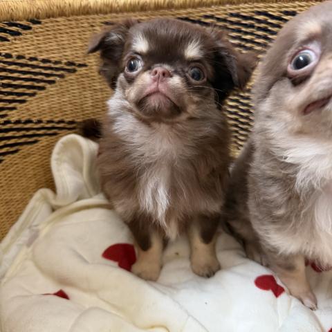 チワワ（ロングコート）