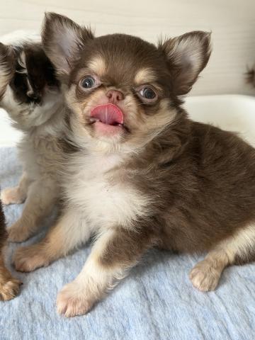 チワワ（ロングコート）