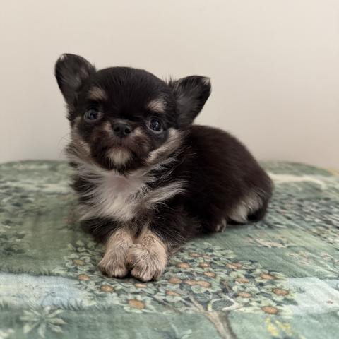 チワワ（ロングコート）