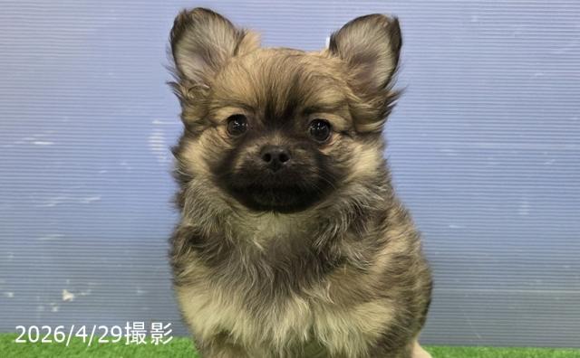 MIX(チワワ×ポメラニアン)