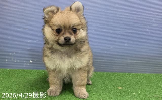 MIX(チワワ×ポメラニアン)