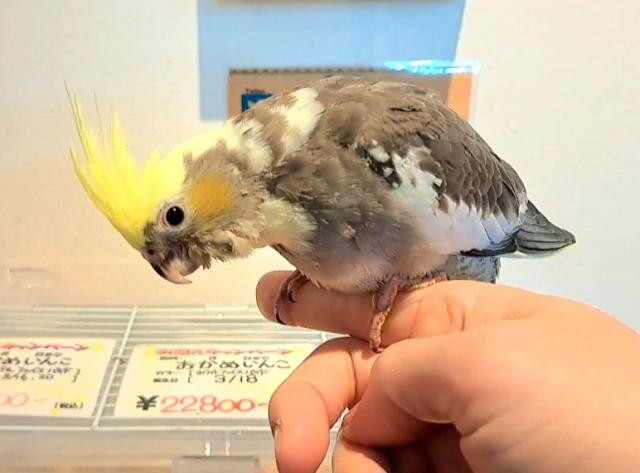 期間限定価格オカメインコ　パステルフェイスパイド