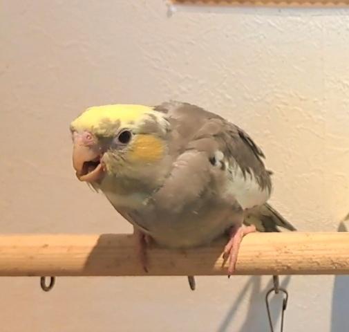 限定価格　オカメインコパステルフェイスパイド