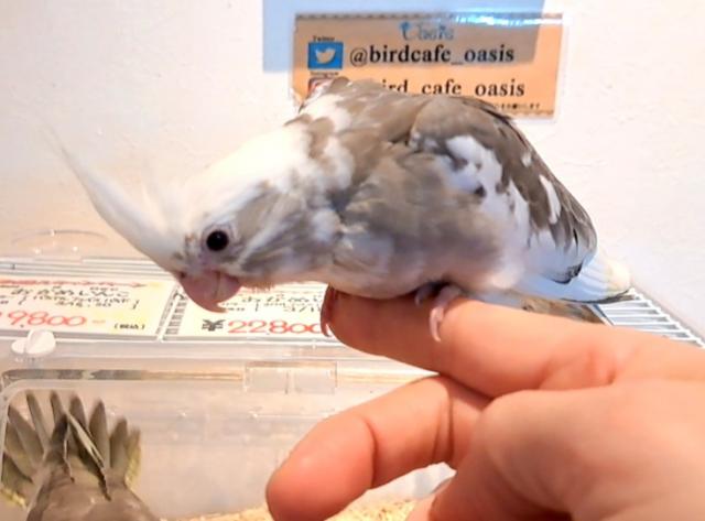 限定価格　オカメインコホワイトフェイスパイド