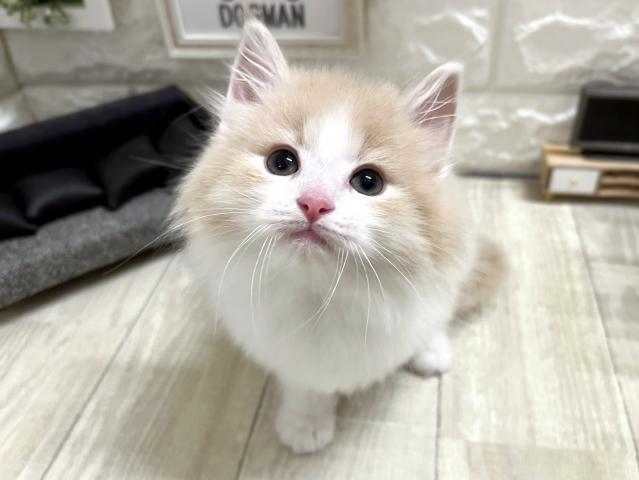 ノルウェージャンフォレストキャット