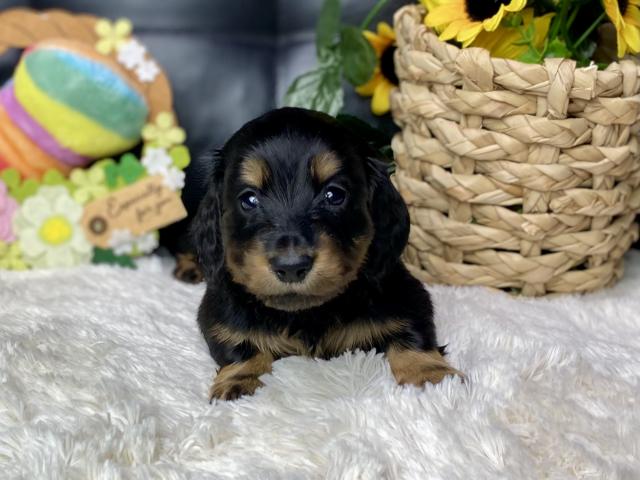 ミニチュアダックスフンド