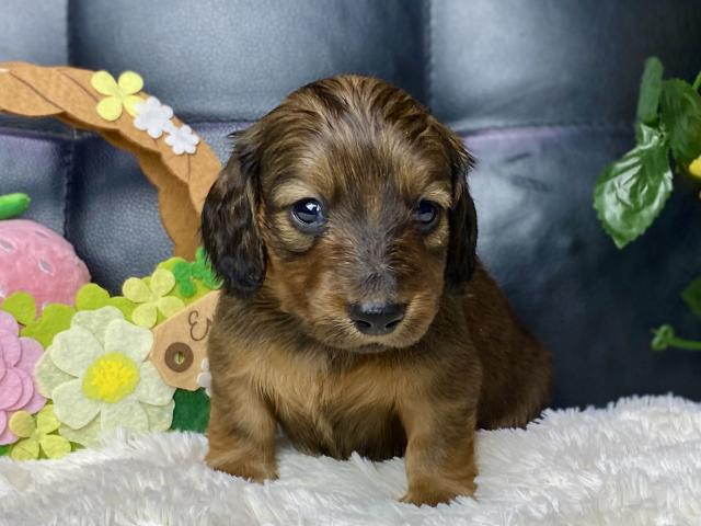 ミニチュアダックスフンド