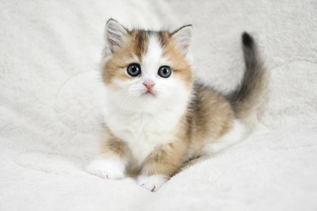 ブリティッシュショートヘア