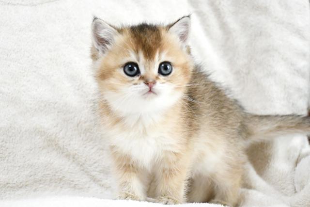 ブリティッシュショートヘア