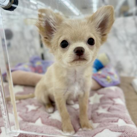 チワワ（ロングコート）