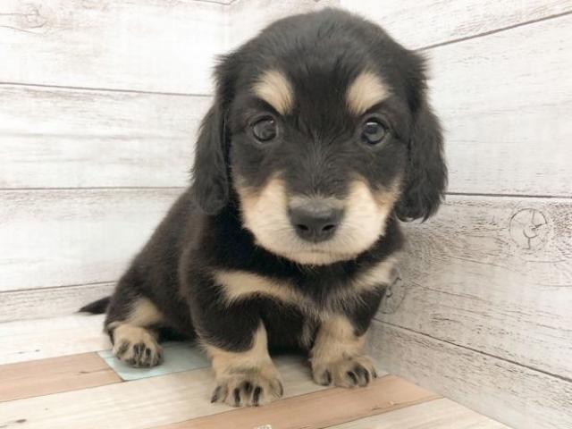 ミニチュアダックスフンド