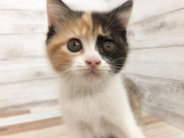 スコティッシュフォールド