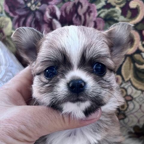 チワワ（ロングコート）