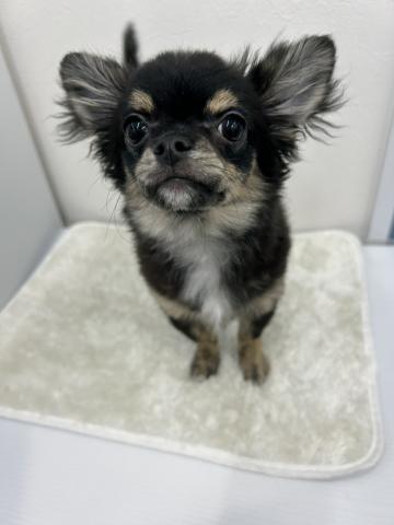 チワワ(ロングコート)