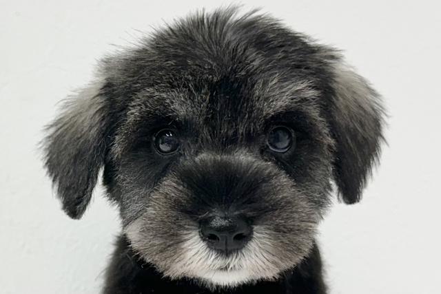 ミニチュアシュナウザー