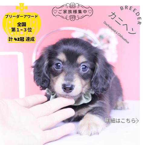 カニヘンダックスフンド　ロング