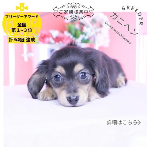 カニヘンダックスフンド ロング