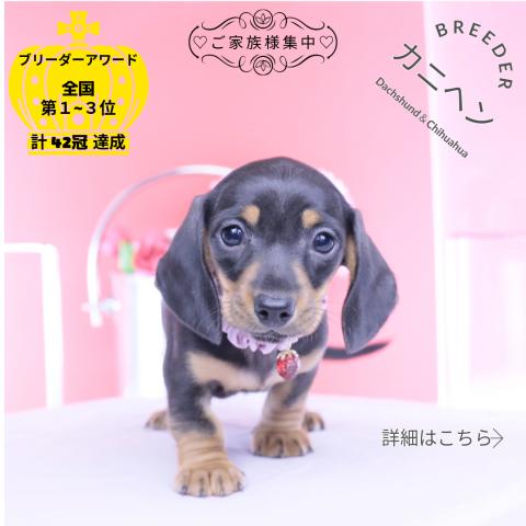 カニヘンダックスフンド　スムース