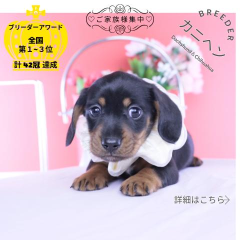 カニヘンダックスフンド スムース