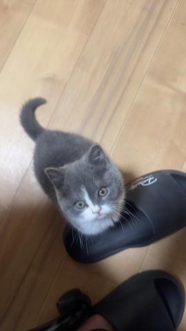 ブリティッシュショートヘア