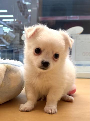 マルチーズ×ペキニーズ