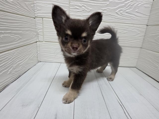 チワワ（ロングコート）