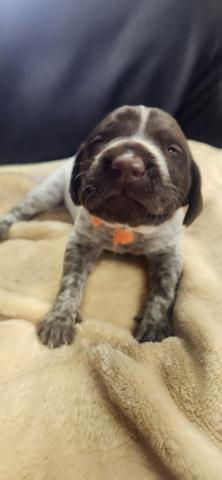 ジャーマンショートヘアードポインター