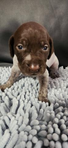 ジャーマンショートヘアードポインター