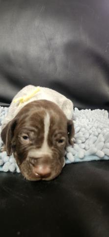 ジャーマンショートヘアードポインター