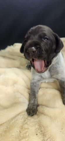 ジャーマンショートヘアードポインター