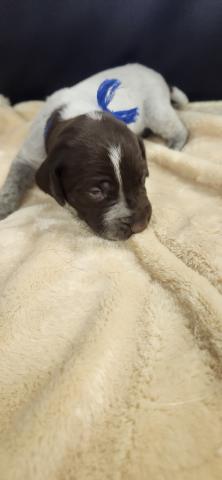 ジャーマンショートヘアードポインター