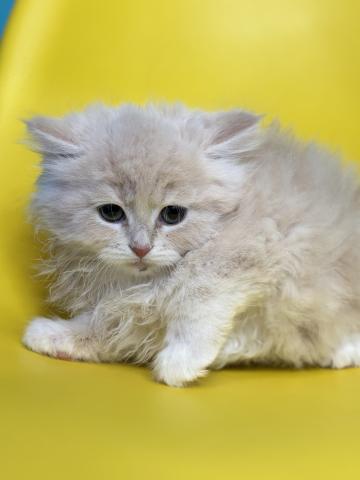 サイベリアン5545