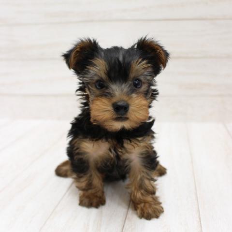 ヨークシャーテリア