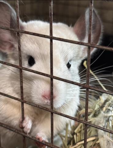 チンチラ　ホワイト