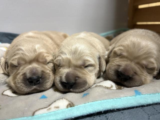 ゴールデンレトリーバー